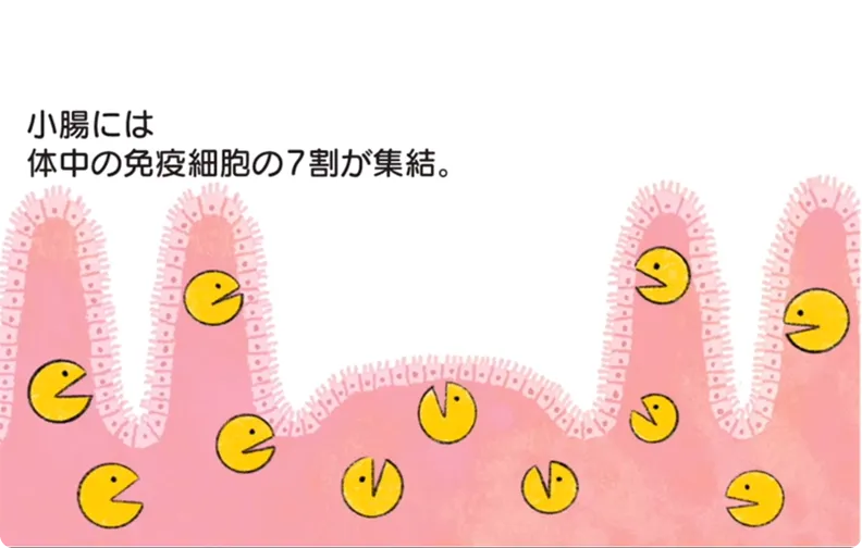 乳酸菌L-137はどう働くの？