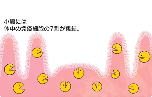 乳酸菌L-137はどう働くの？