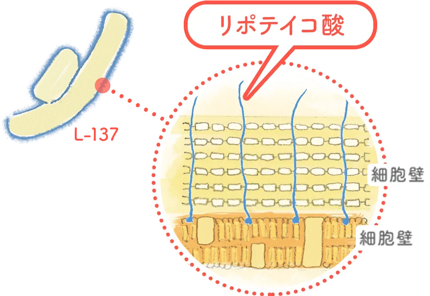 効率よく免疫細胞に取り込まれる